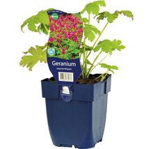 Geranium macrorrhizum växt i kruka