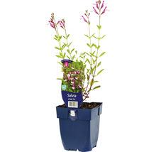 Salvia prydnadsväxt i en kruka