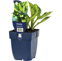 Funkia medelstor med grön rand FLORASELF Hosta ‘Colored Hulk’ 5-20cm Co 0,5L