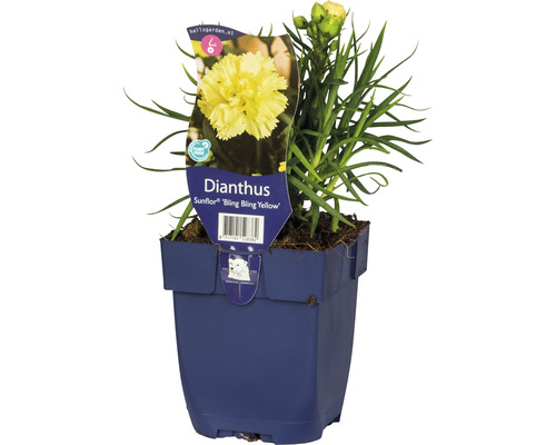 Trädgårdsnejlika FloraSelf Dianthus 'Sunflor® 'Yellow Bling Bling' 5-30cm co 0,5L