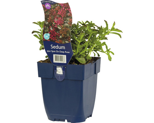 Kaukasiskt fetblad FLORASELF Sedum spurium 'Spot On™ Deep Rose' 5-10cm Co 0,5L