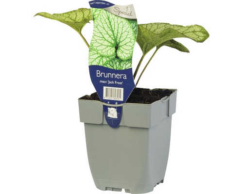 Kaukasisk förgätmigej FLORASELF Brunnera macrophylla 'Jack Frost' 5-20cm Co 0,5L Kaukasisk förgätmigej ''Jack Frost'' i kruka