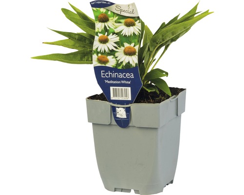 Vit solhatt Echinacea 'Meditation White'® 5-50cm co 0,5L