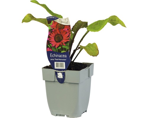 Rosa solhatt Echinacea purpurea 'Fatal Attraction' 5-50cm co 0,5L