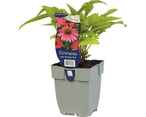 Magenta solhatt Echinacea 'Sensation Pink'® 5-40cm co 0,5L