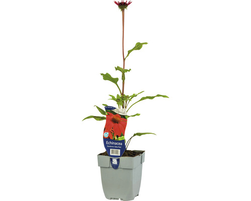 Röd solhatt FLORASELF Echinacea purpurea 'Sombrero Salsa Red' 5-20cm Co 0,5L Echinacea växt i kruka