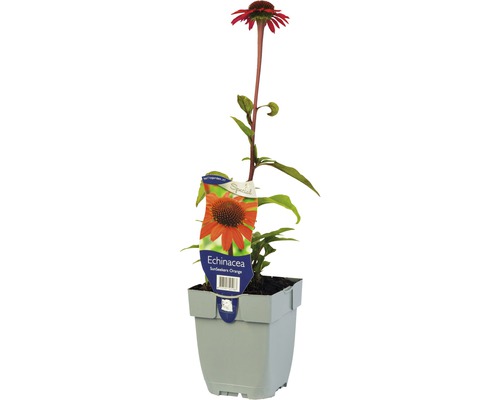 Orange solhatt Echinacea purpurea 'Sun Seekers Bright Orange'® 5-20cm Co 0,5L