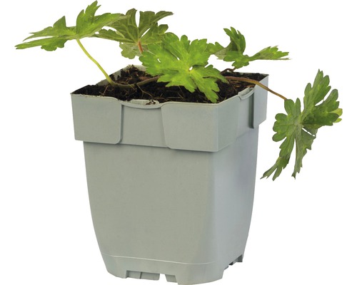 Pelargonväxt i kruka