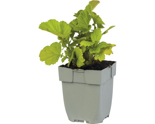 Vinbärsplanta i kruka