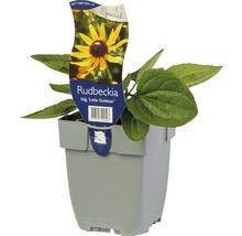 Strålrudbeckia FLORASELF Rudbeckia fulgida 'Little Gold Star'® 5-20cm Co 0,5L