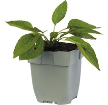 Strålrudbeckia FLORASELF Rudbeckia fulgida 'Little Gold Star'® 5-20cm Co 0,5L