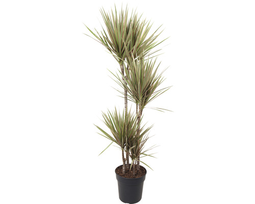 Kantdracena FLORASELF Dracaena marginata Bicolor ca 85cm krukstorlek Ø17cm