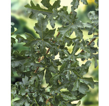 Naverlönn OMNIA GARDEN Acer Campestre 50-80cm 100-pack