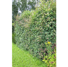 Tät grön häck i trädgården.