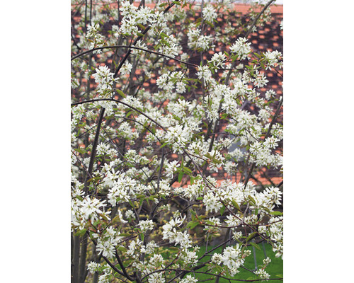 Prakthäggmispel Amelanchier Lamarckii 50-80cm 10-pack