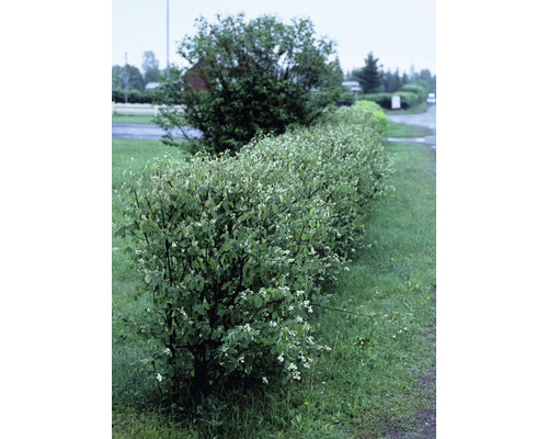 Häggmispel OMNIA GARDEN Amelanchier Spicata 50-80cm 10-pack