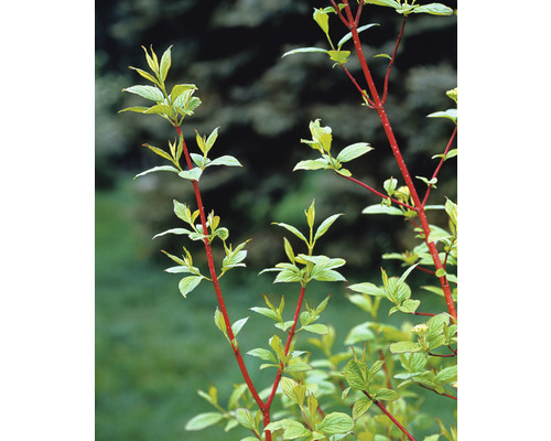 Kornell med röda grenar och gröna blad