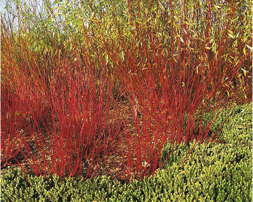 Röd kornell i trädgårdsrabatten.