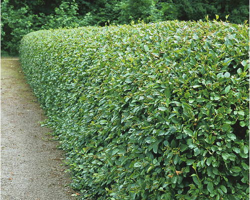 Häckoxbär OMNIA GARDEN Cotoneaster Lucidus 50-80cm 10-pack