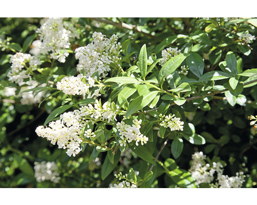 Blommande ligusterbuske i detalj