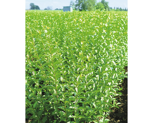 Fält med ligusterhäckplantor