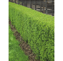 Vinterliguster OMNIA GARDEN Ligustrum vulgare Liga 30-50cm 10-pack