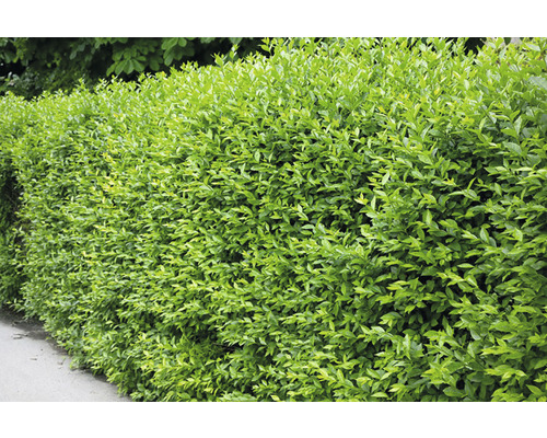 Vinterliguster Ligustrum vulgare Liga 50-80cm 10-pack