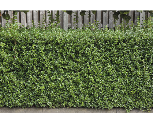 Tät grön häck framför trästaket som insynsskydd