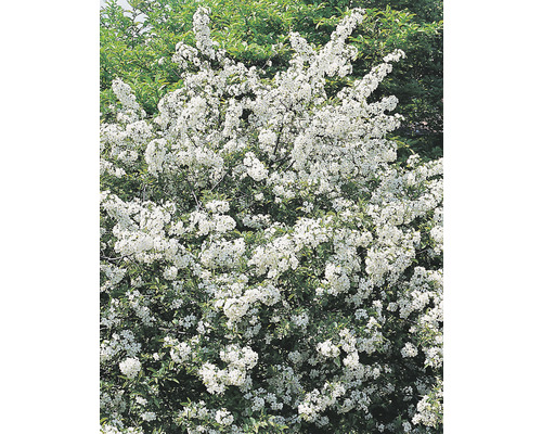 Blommande prydnadsapelträdgård