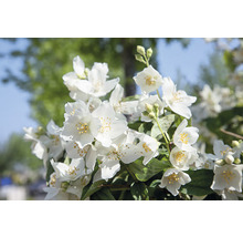 Närbild av fyllda jasminblommor
