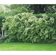 Blommande doftschersmin i trädgården.