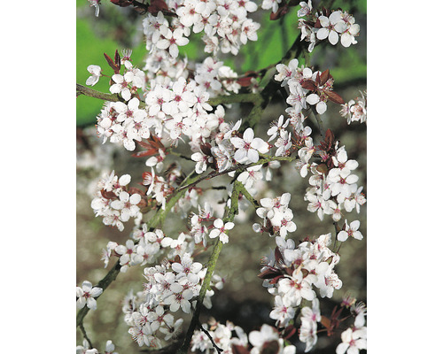 Körsbärsplommon Prunus Cerasifera 50-80cm 10-pack