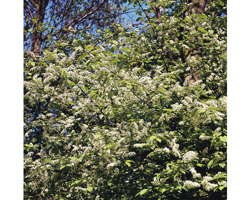 Hägg Prunus Padus 50-80cm 100-pack
