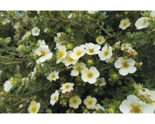 Blommande buske med vita blommor