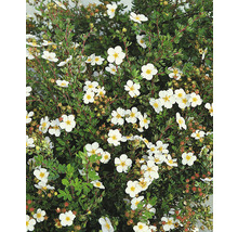 Fingerört med vita blommor