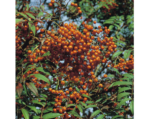 Rönn Sorbus aucuparia 50-80cm 10-pack
