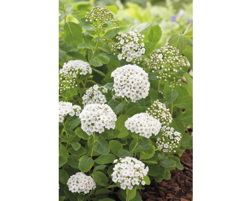 Brudspirea med vita blommor