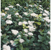 Björkspirea OMNIA GARDEN Spirea Betulifolia 15-30cm 100-pack