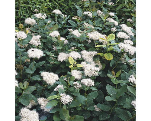 Björkspirea Spirea Betulifolia 15-30cm 100-pack