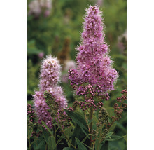 Två blommande spirea buskar i trädgården.