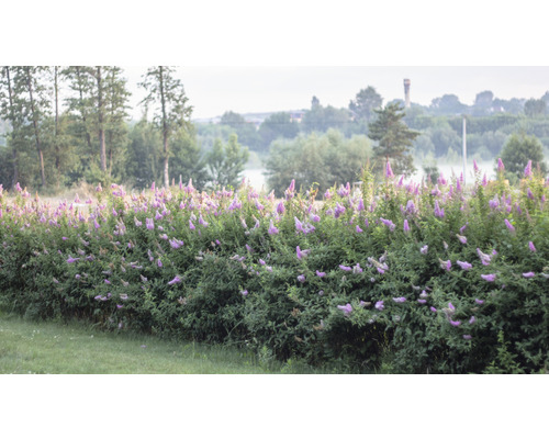 Blommande prydnadsbuskehäck i trädgården.