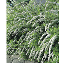 Blommande häck med vita blommor och gröna blad