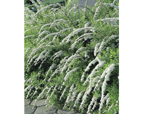 Norskspirea Spirea Cinerea Grefsheim 30-50cm 10-pack