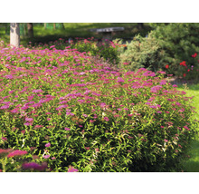 Spirea rabatt med rosa blommor i trädgården.