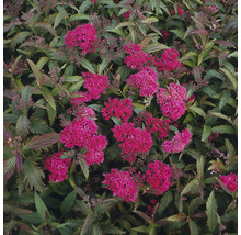 Spirea med rosa blommor och gröna blad