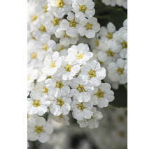 Spirea blomställning med vita blommor