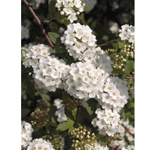 Blomställning av spirea