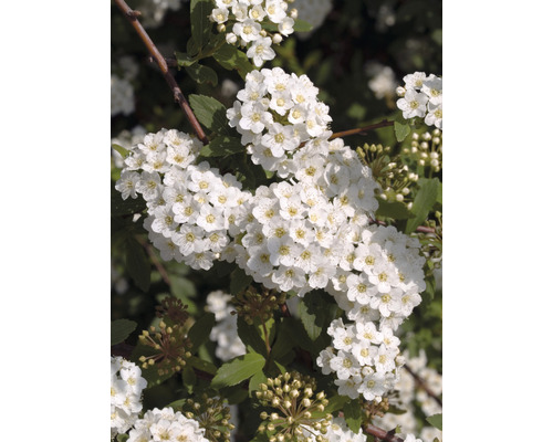 Blomställning av spirea
