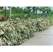 Blommande Spirea häck längs en gångväg