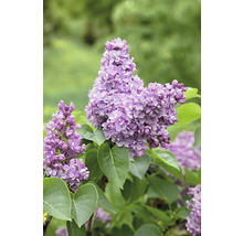 Syren OMNIA GARDEN Syringa Vulgaris 30-50cm 10-pack